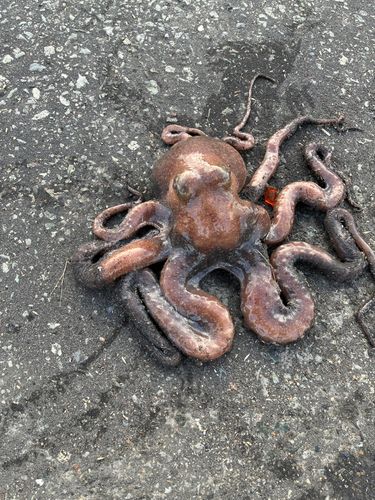 タコの釣果
