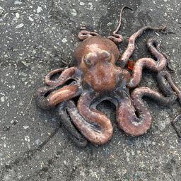 タコ