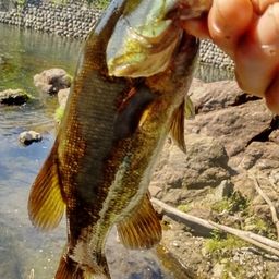 スモールマウスバス