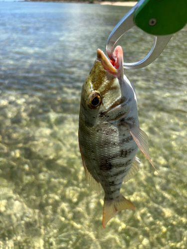 マトフエフキの釣果