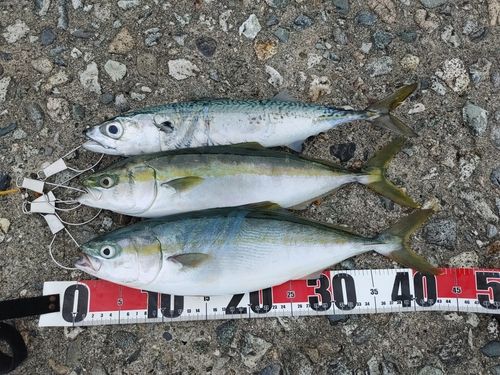 フクラギの釣果