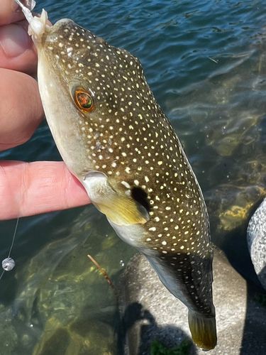 クサフグの釣果