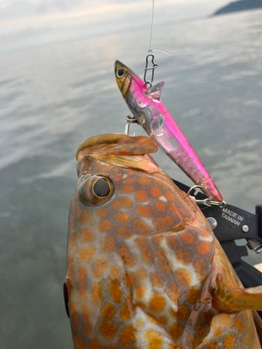 キジハタの釣果