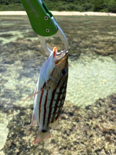 アミメフエダイの釣果