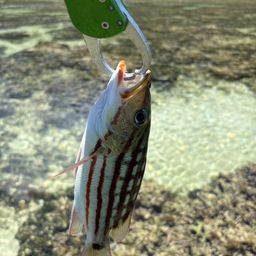 アミメフエダイ