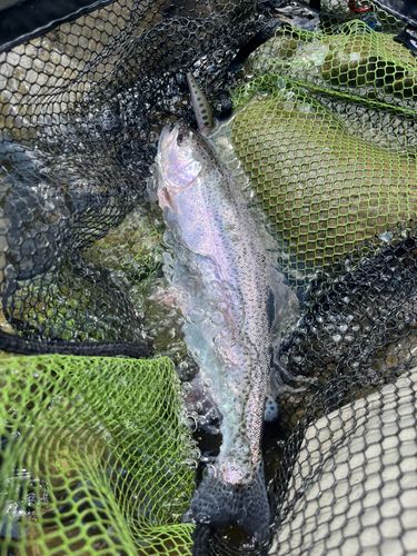 ニジマスの釣果