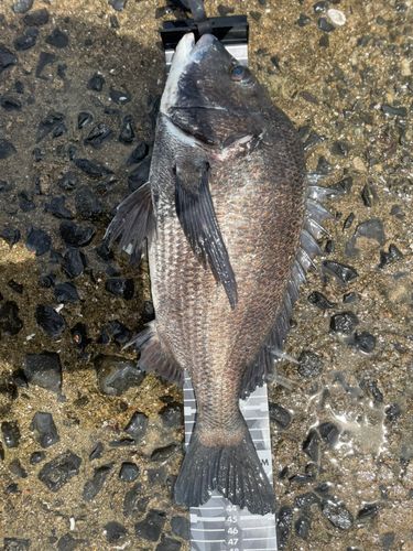 チヌの釣果