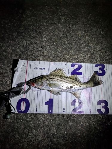 セイゴ（マルスズキ）の釣果