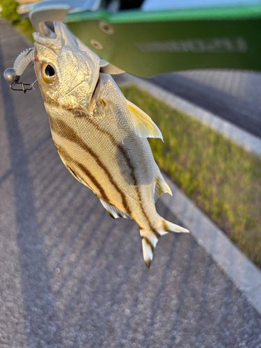 クワガナーの釣果