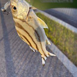 クワガナー