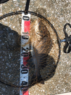 チヌの釣果