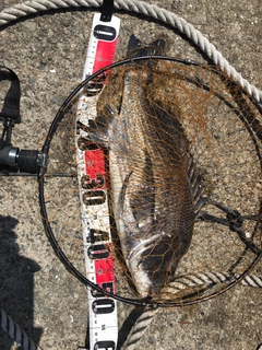 チヌの釣果