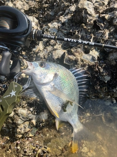 キビレの釣果
