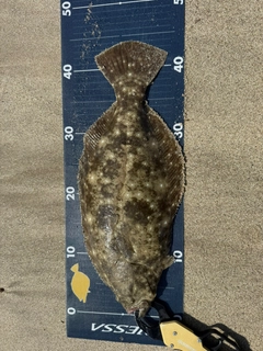 ヒラメの釣果