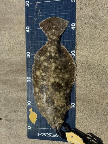 ヒラメの釣果