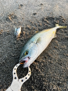 ワカシの釣果