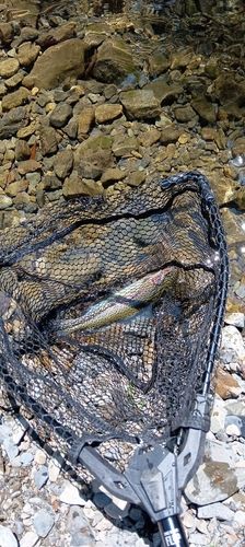 北浅川恩方ます釣場