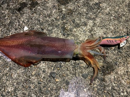 ケンサキイカの釣果