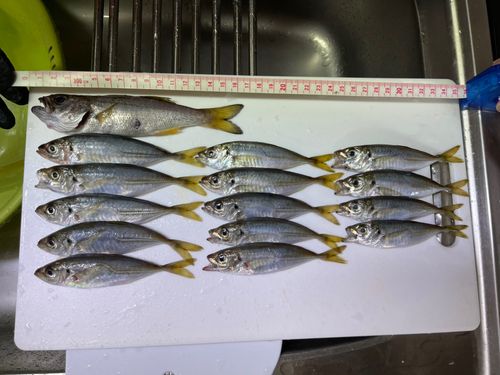 アジの釣果