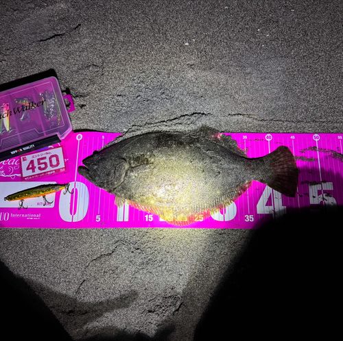 ヒラメの釣果