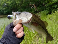 ラージマウスバスの釣果