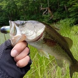 ラージマウスバス