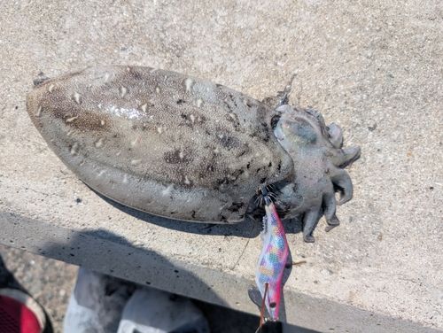 モンゴウイカの釣果