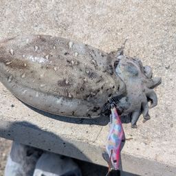 モンゴウイカ
