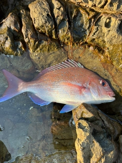 タイの釣果