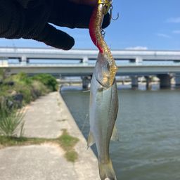 セイゴ（ヒラスズキ）