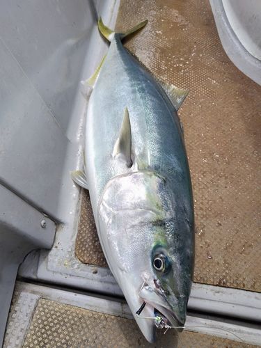 ブリの釣果