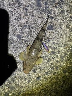 マゴチの釣果