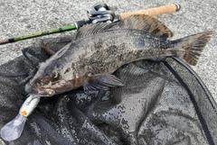 アイナメの釣果
