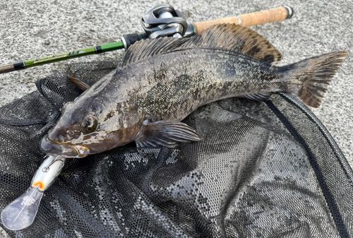 アイナメの釣果