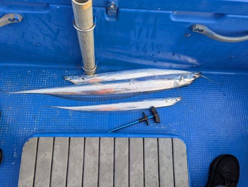 タチウオの釣果