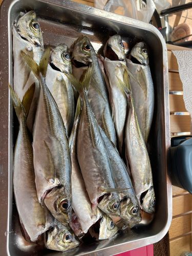 アジの釣果