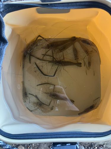 テナガエビの釣果