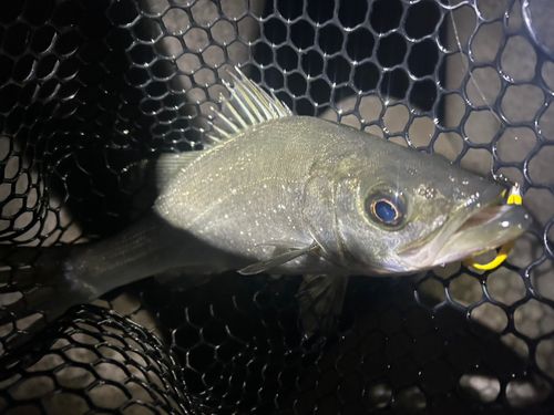 ヒラスズキの釣果