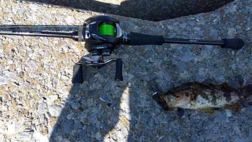 タケノコメバルの釣果