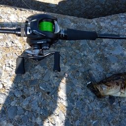 タケノコメバル