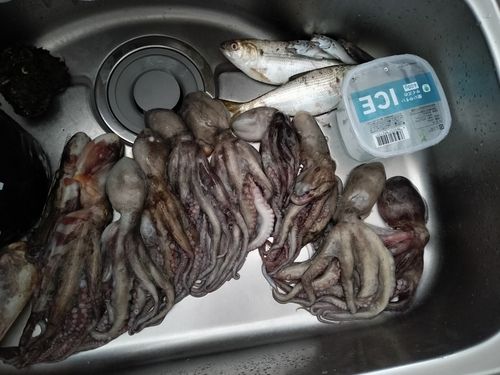 マダコの釣果
