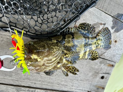 ハタの釣果