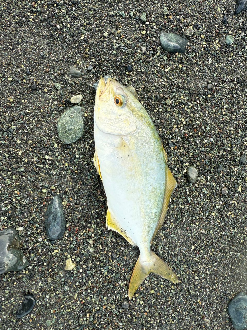 ショゴ