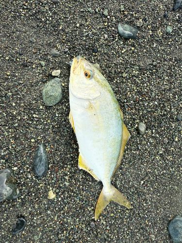 ショゴの釣果