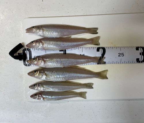 キスの釣果