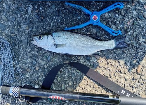 ハネ（ヒラスズキ）の釣果