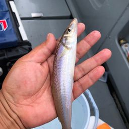 シロギス