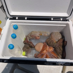 タコの釣果