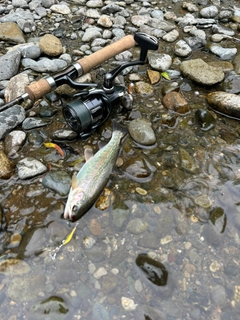 ニジマスの釣果