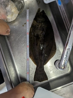 ヒラメの釣果